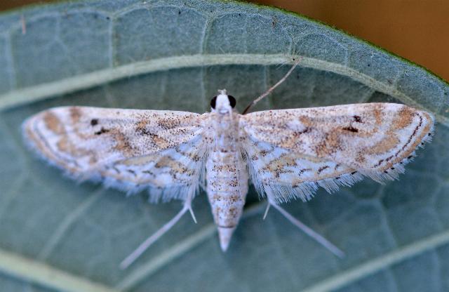 Parapoynx diminutalis