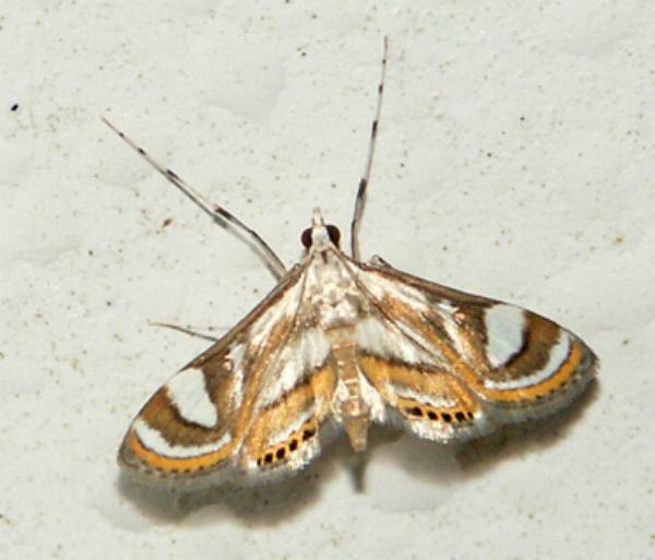Margarosticha repetitalis