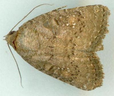 Amyna natalis