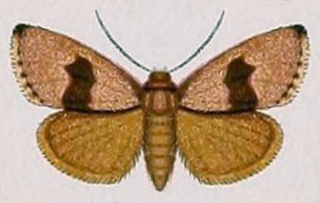 Eulocastra phaeozona