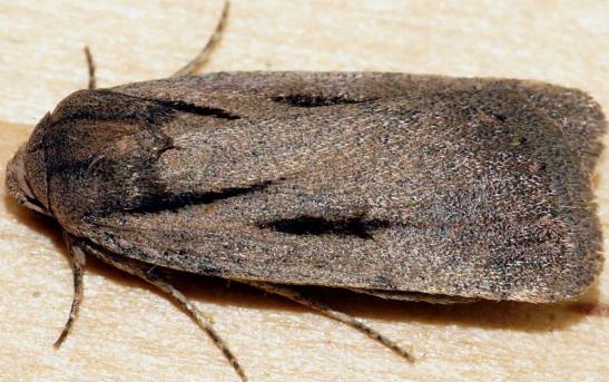 Thoracolopha acontoura