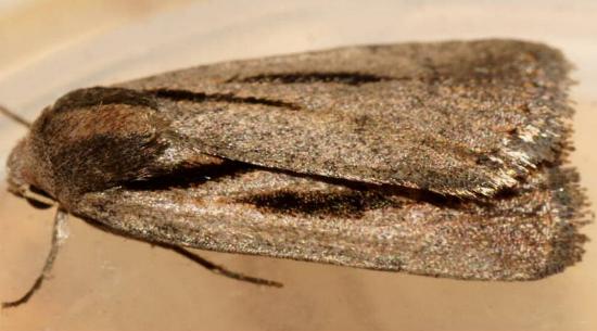 Thoracolopha acontoura