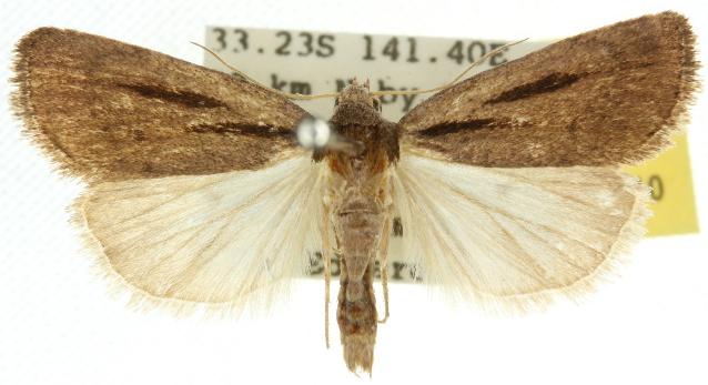 Thoracolopha acontoura