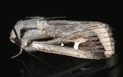 Proteuxoa chrysospila