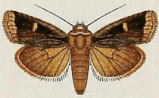 Proteuxoa chrysospila
