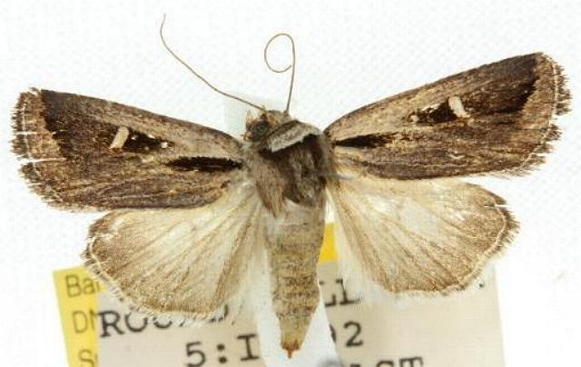 Proteuxoa chrysospila