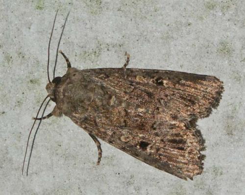 Spodoptera exempta