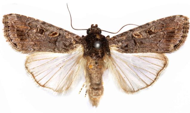 Spodoptera exempta