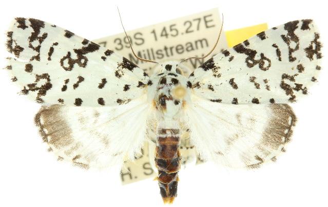 Thalatha guttalis