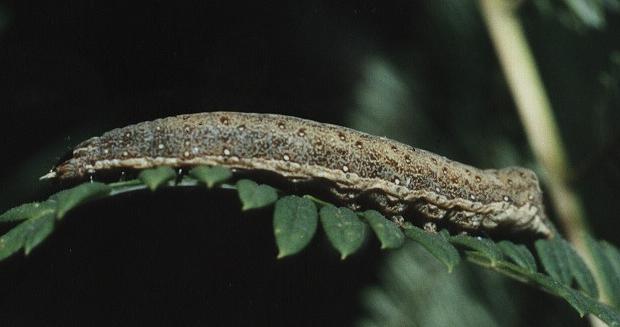 Condica illecta