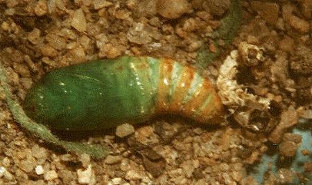 Condica illecta