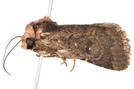 Thoracolopha nycteris