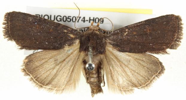 Thoracolopha nycteris