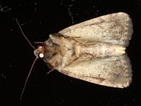 Thoracolopha nycteris