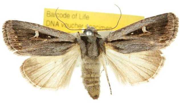 Proteuxoa paragypsa