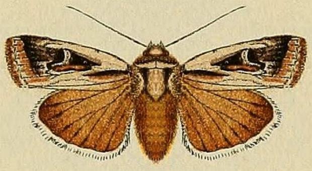Proteuxoa paragypsa