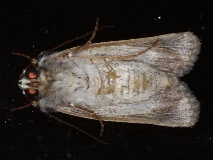 Proteuxoa paragypsa