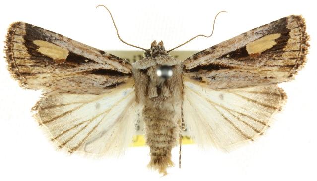 Proteuxoa passalota