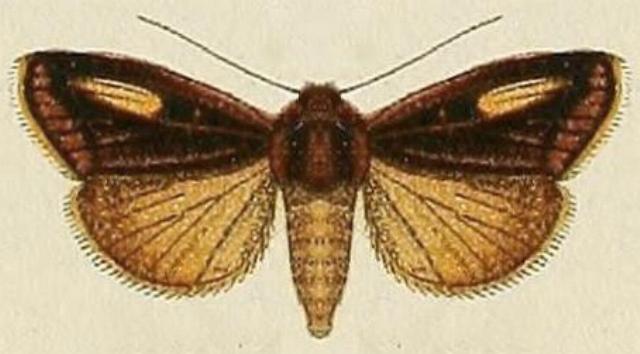 Proteuxoa passalota