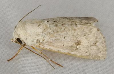 Proteuxoa petrodora