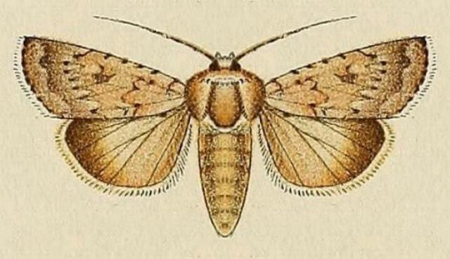 Proteuxoa petrodora