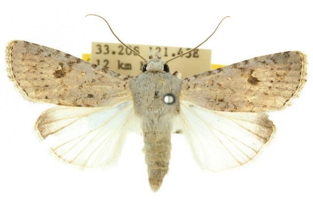 Proteuxoa petrodora