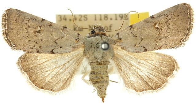 Proteuxoa sarcomorpha