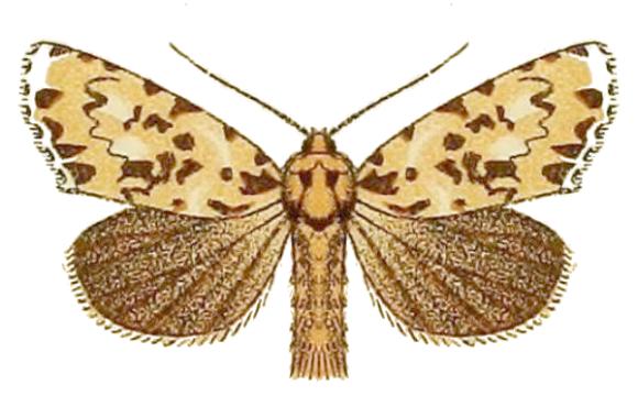 Thalatha trichroma
