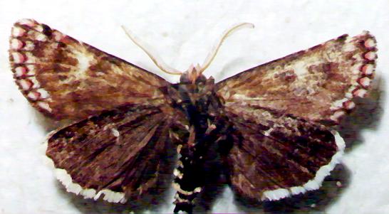Cremnophora angasii
