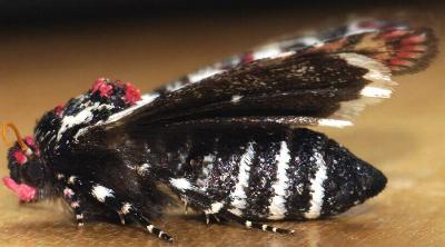 Cremnophora angasii