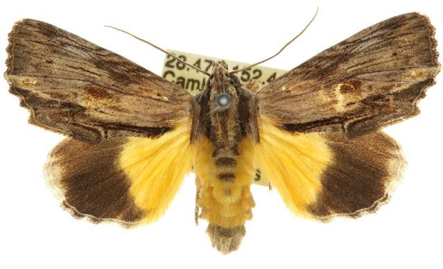 Zalissa stichograpta