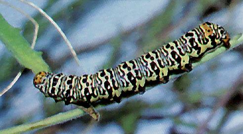 Phalaenoides tristifica