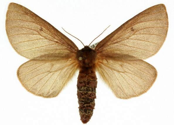 Anthela clementi