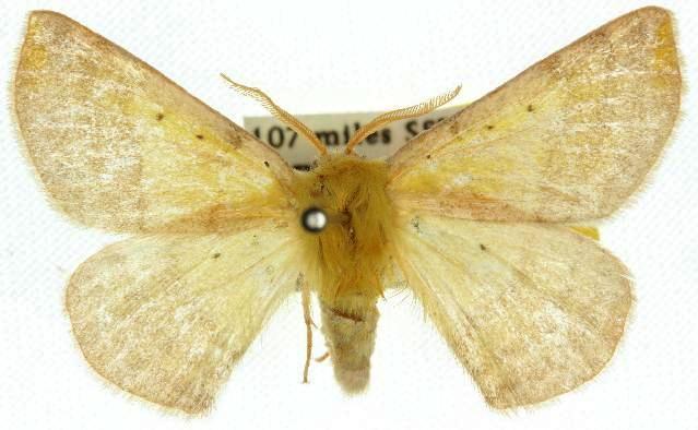 Anthela decolor