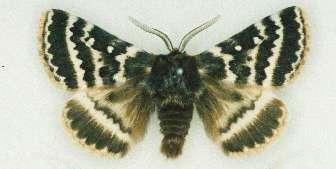 Anthela euryphrica