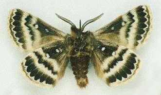 Anthela euryphrica