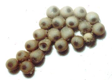 Anthela ocellata