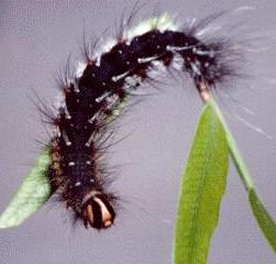 Anthela ocellata