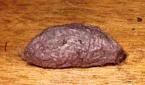 Anthela ocellata