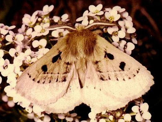 Anthela ocellata