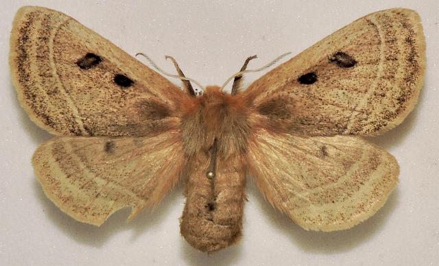 Anthela ocellata