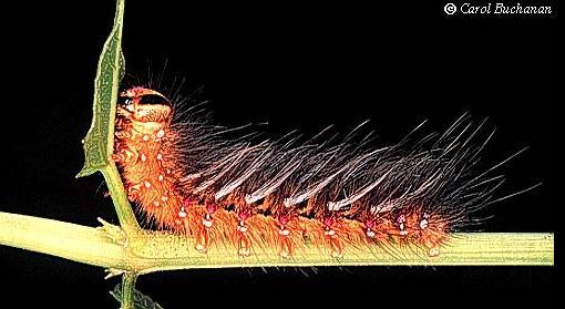 Anthela ocellata