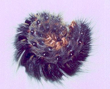 Anthela ocellata