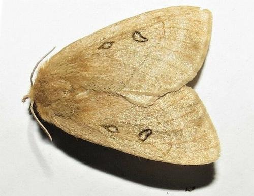 Anthela ocellata