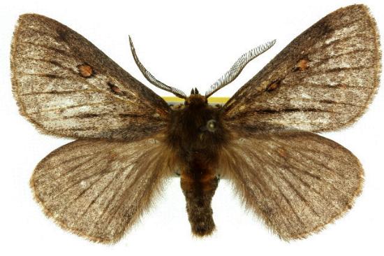 Anthela reltoni