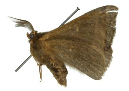 Anthela reltoni
