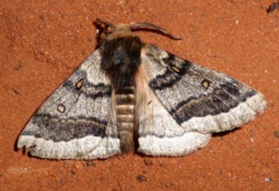 Anthela tetraphrica