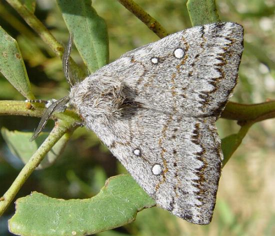 Anthela xantharcha