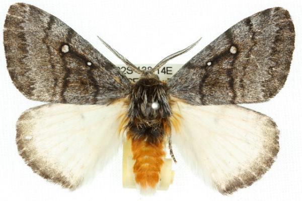 Anthela xantharcha