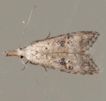 Carposina telesia